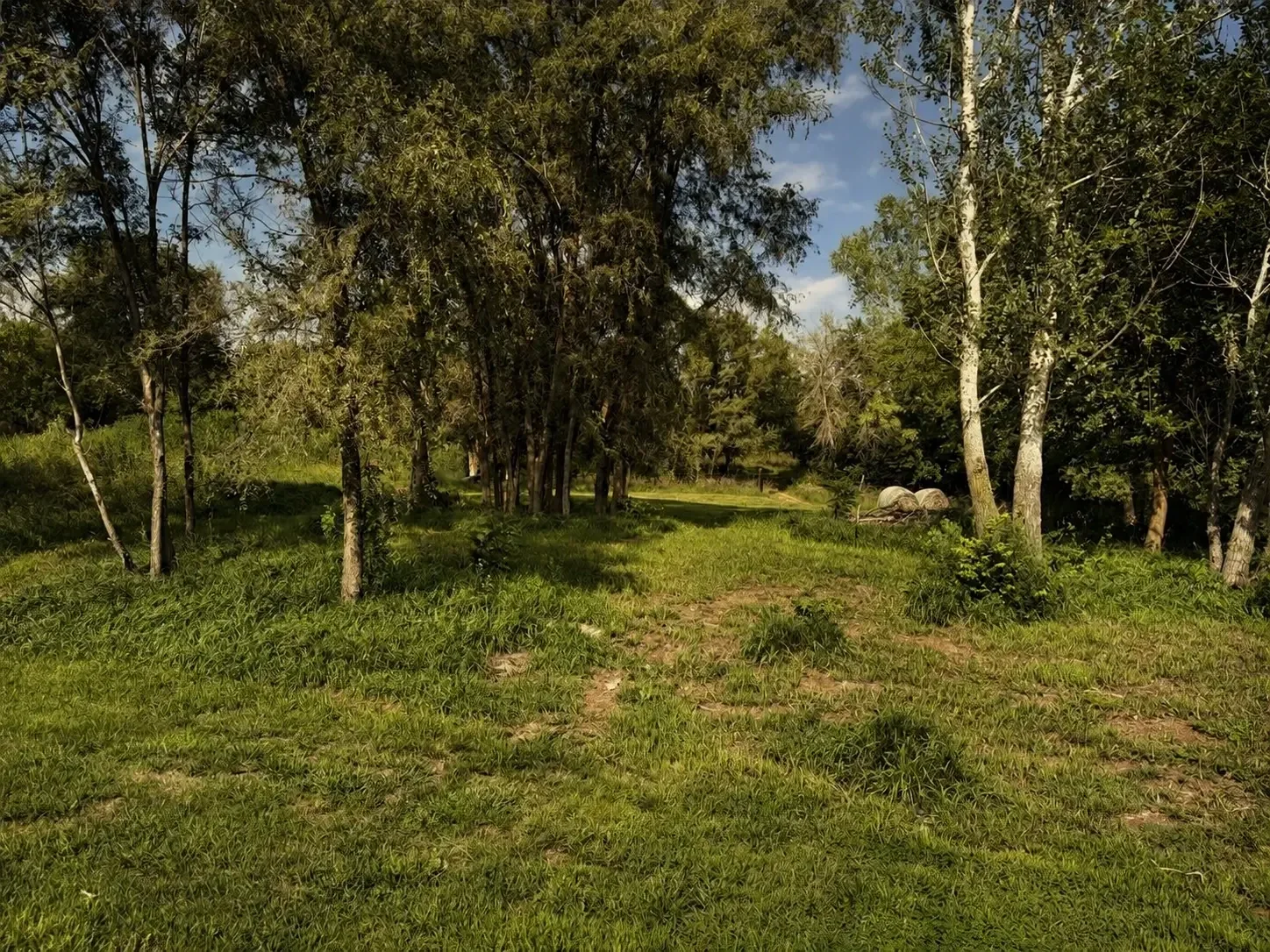 A mown trail leading through a stand of trees on the ranch